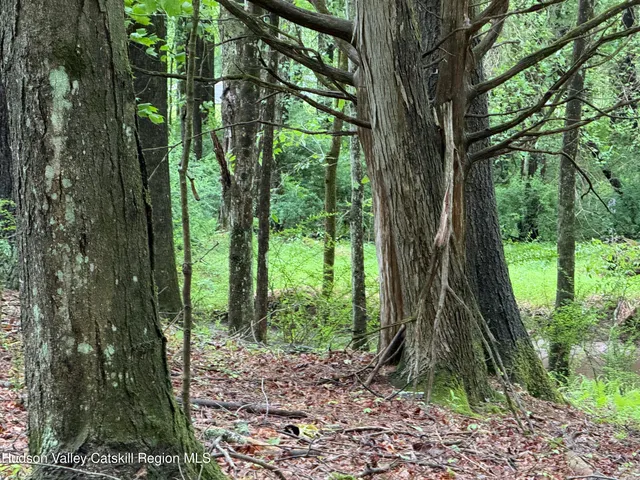a view of a trees in a yard