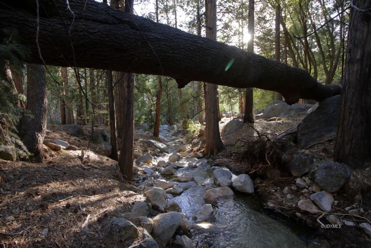 24745 Fern Valley Road Idyllwild, CA 92549 - Photo 4 of 48 a view of a backyard of the house