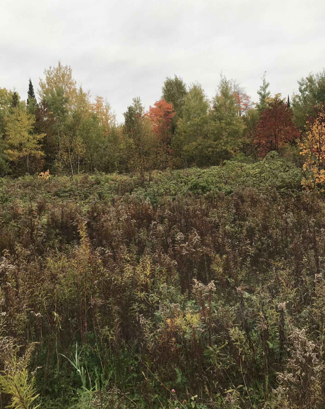 0 Hollywood Road Estates Orient, ME 04471 - Photo 5 of 6 ED709F01-7324-48AE-A27D-8286F16AE34E