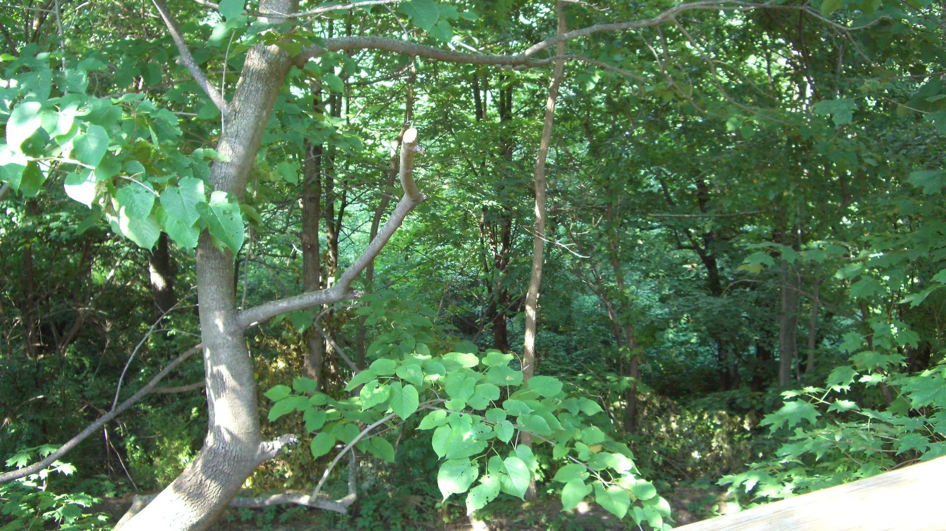 2055 North 35th Road Ottawa, IL 61350 - Photo 29 of 41 a view of a lush green forest