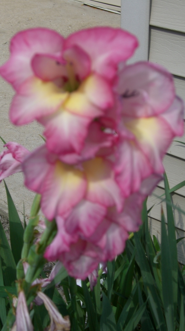 2055 North 35th Road Ottawa, IL 61350 - Photo 35 of 41 a view of a pink flowers in a garden