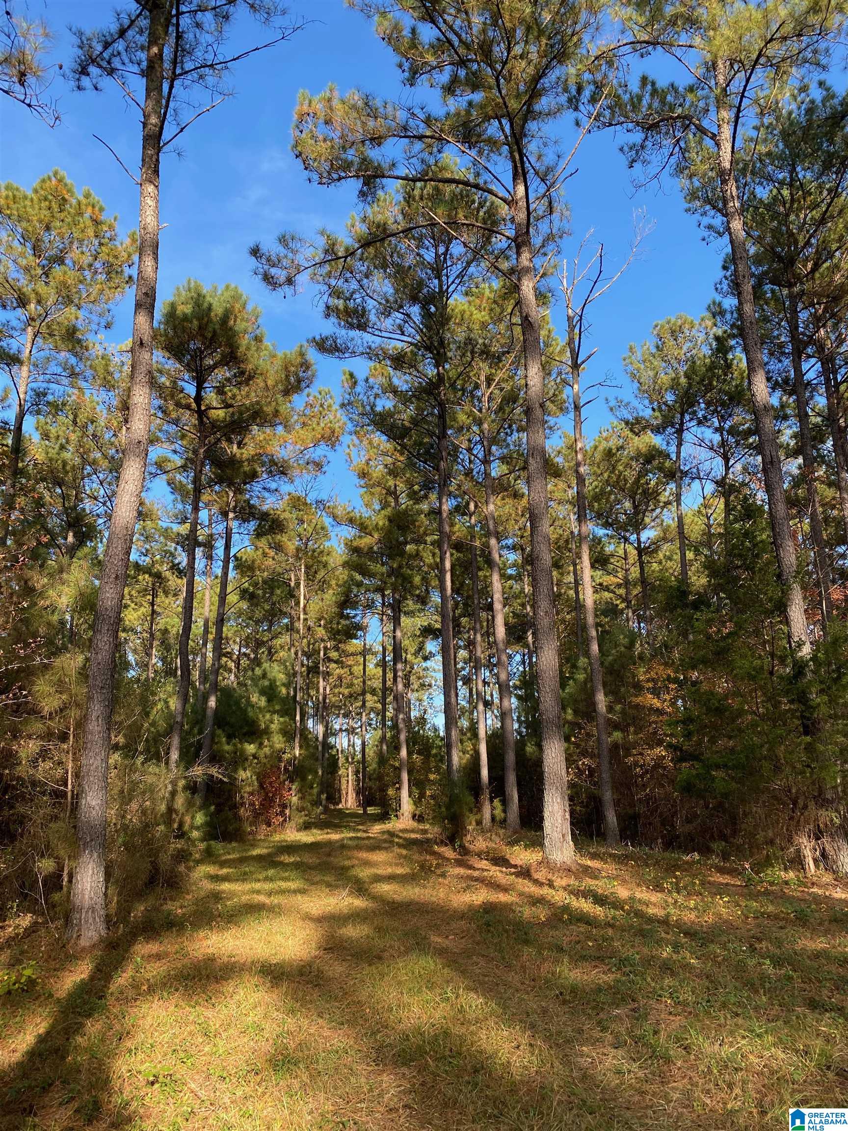 18851 Cattle Ranch Road Brookwood, AL 35444 - Photo 20 of 21