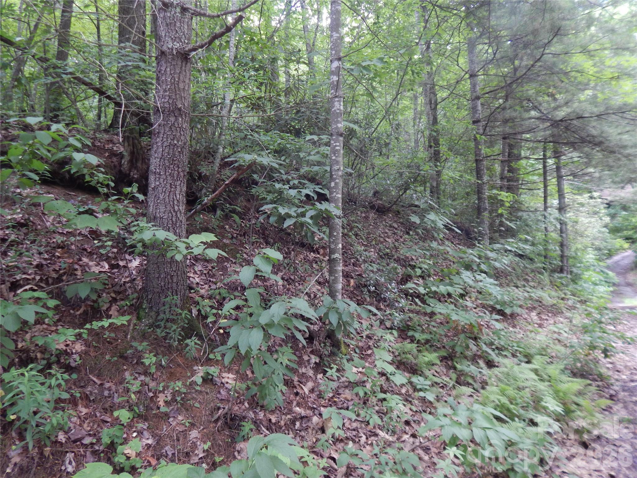 0 Hoot Owl Bill Road Maggie Valley, NC 28751 - Photo 35 of 37 a view of a forest that has large trees