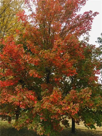 $4,990 | 98 Locust Drive, Mound City, KS 66056