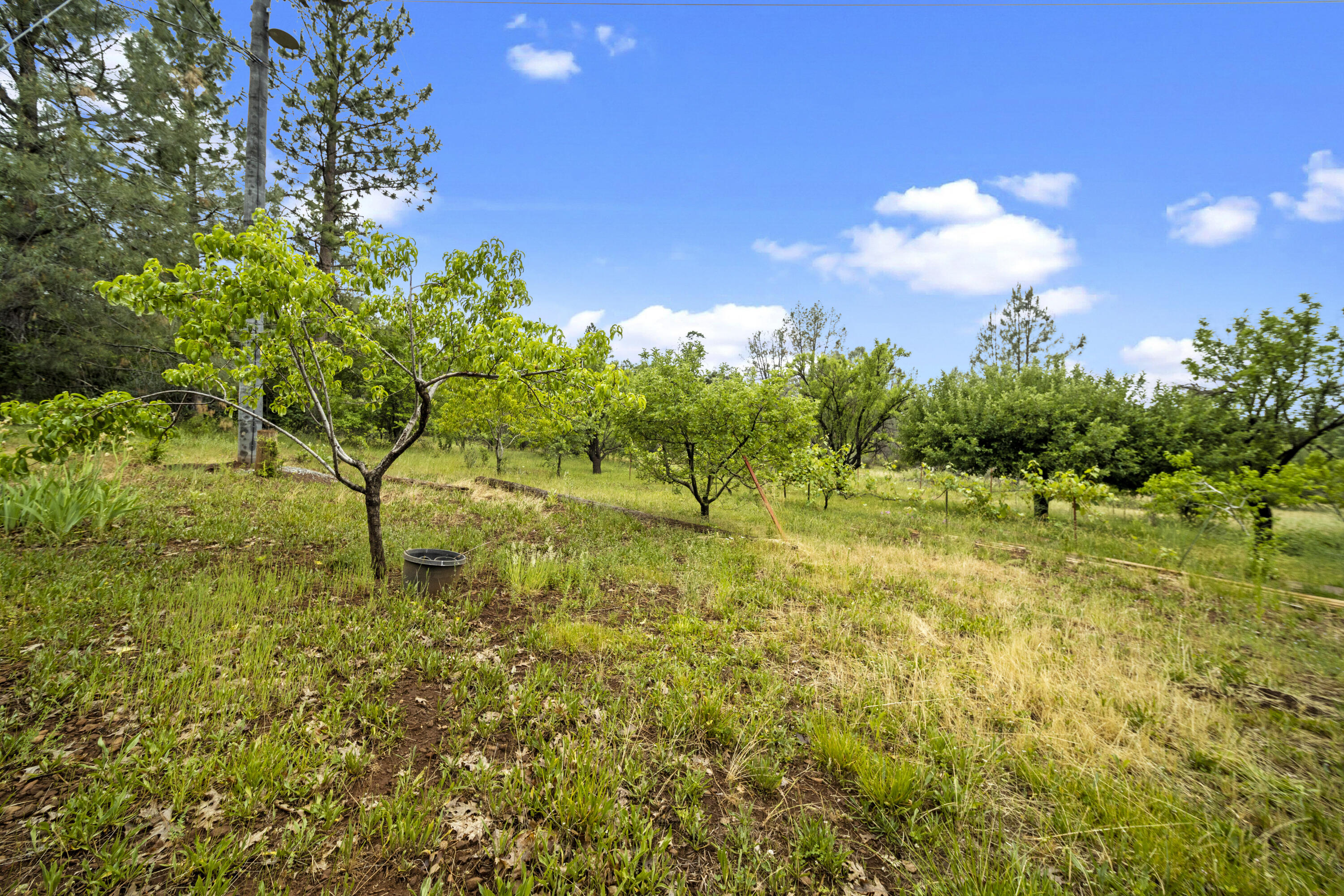 21110 Rolling Hills Road Manton, CA 96059 - Photo 28 of 34