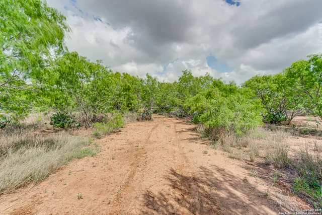 a view of a dry yard with trees