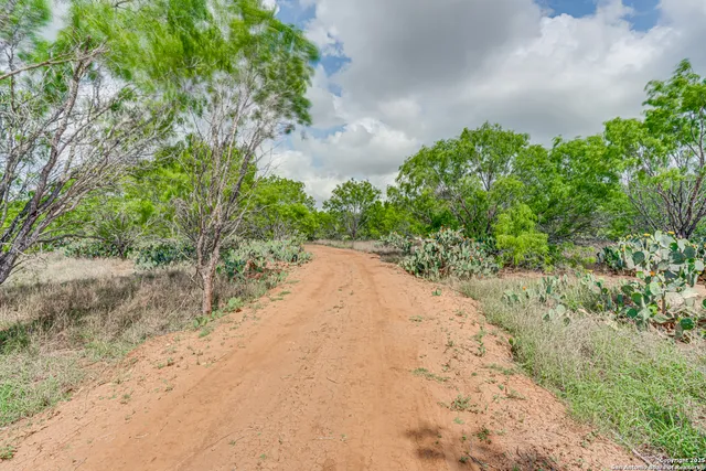 a view of a yard with plants and trees