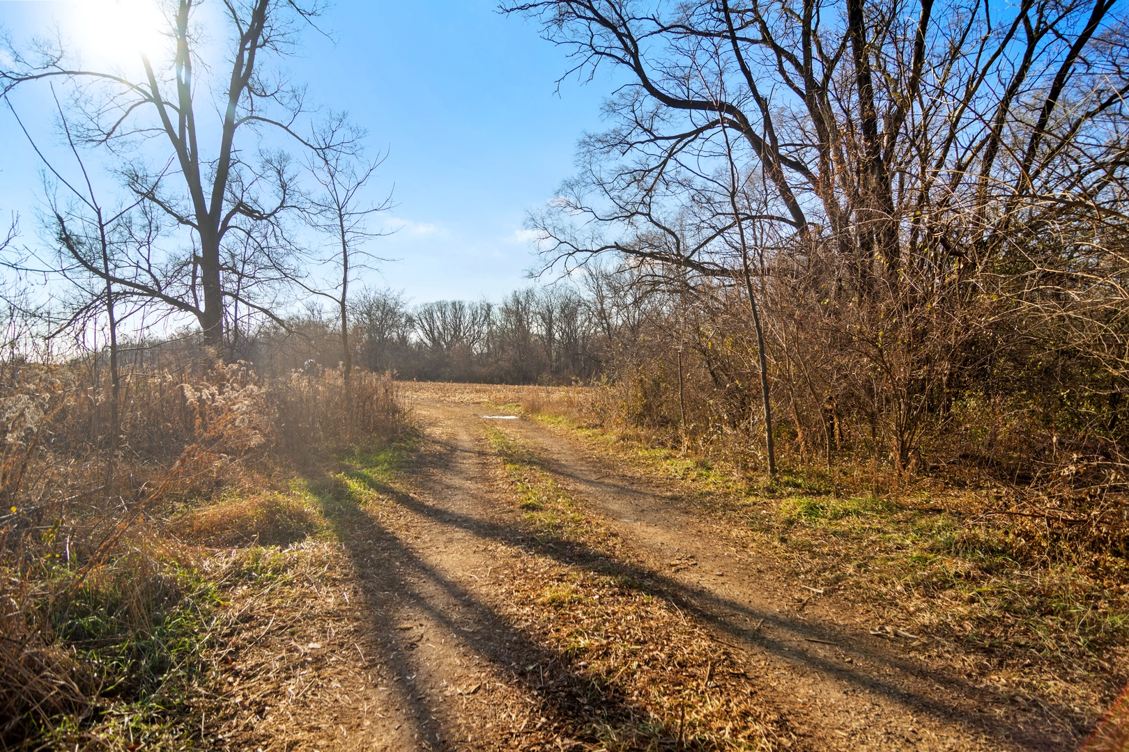 19925 Indian Creek Road Long Grove, IL 60047 - Photo 28 of 29 a view of yard with trees