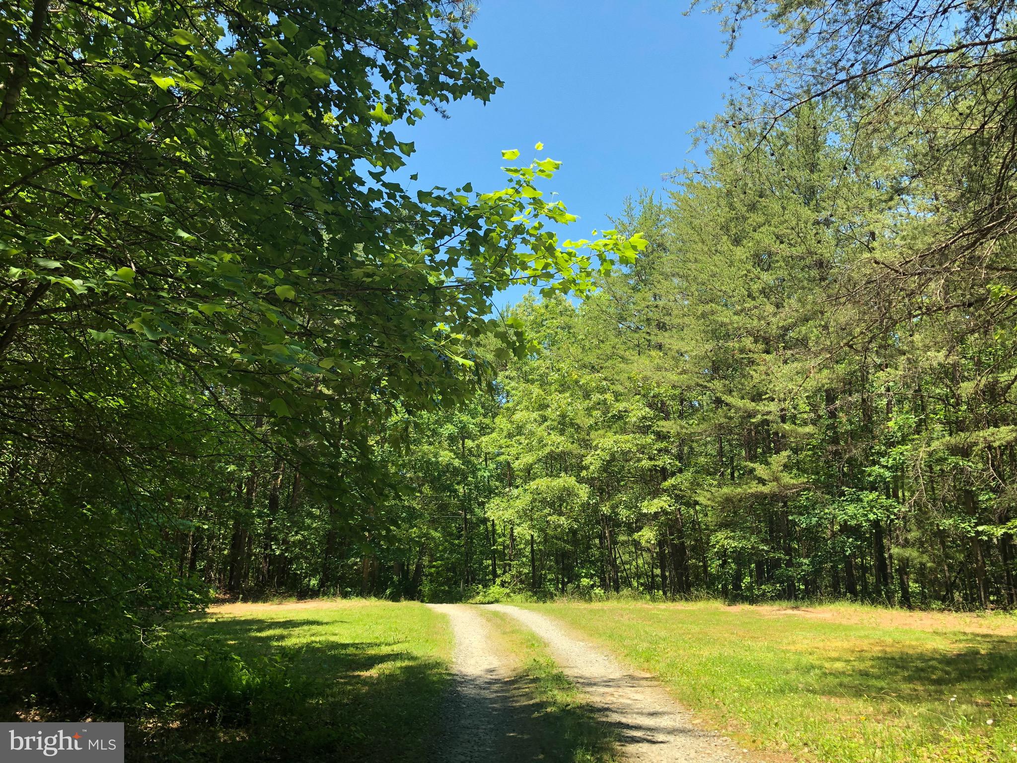 10000 Hollo Way Partlow, VA 22534 - Photo 46 of 47 Front Driveway way off street very private 12 acre
