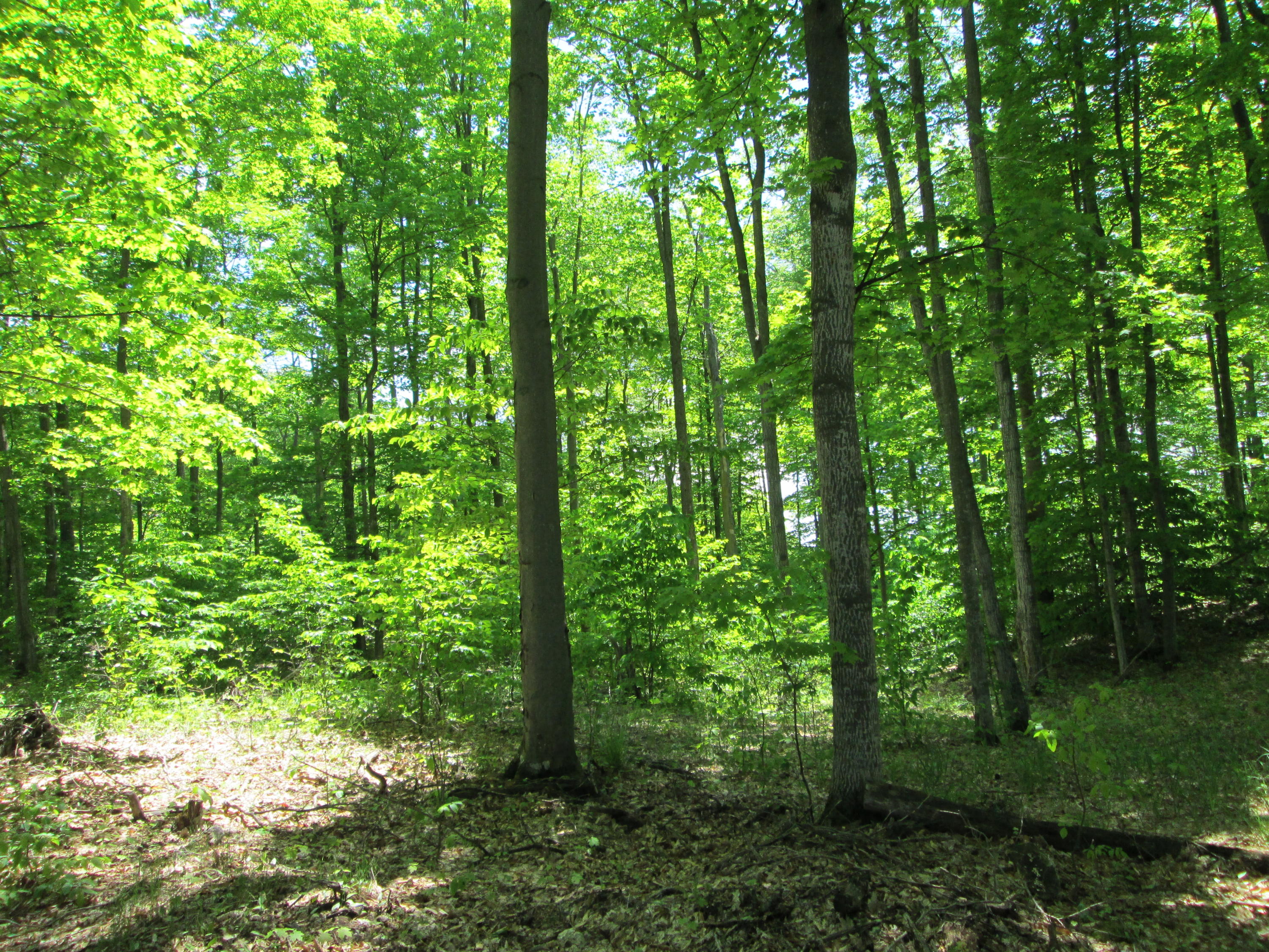 Valley Road Pellston, MI 49769 - Photo 6 of 11 Gallery Image 6
