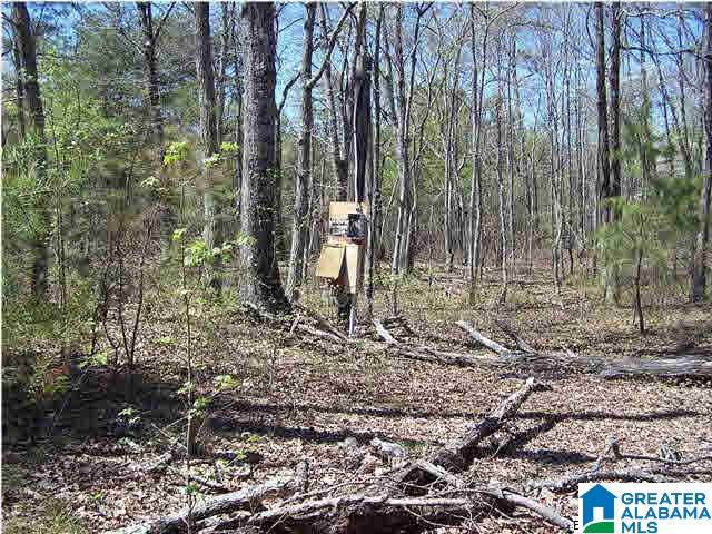 0 Homestead Lane Remlap, AL 35133 - Photo 13 of 23