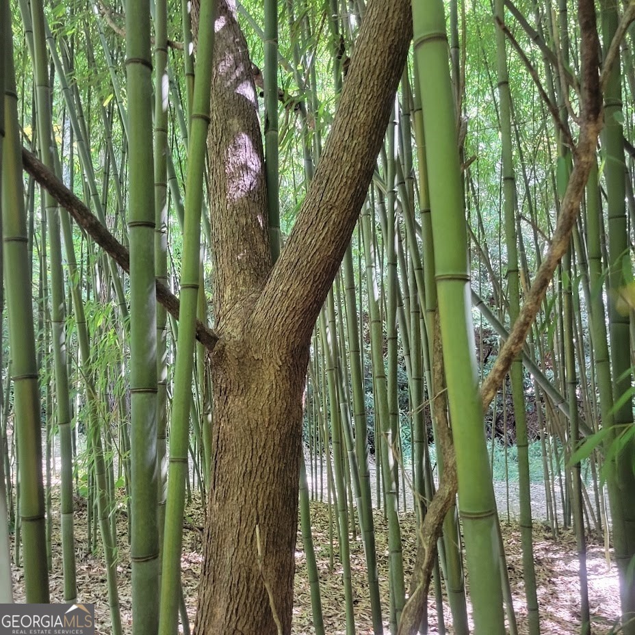 3.38-acres Long Creek Road Robbinsville, NC 28771 - Photo 11 of 14 a close up of a green space