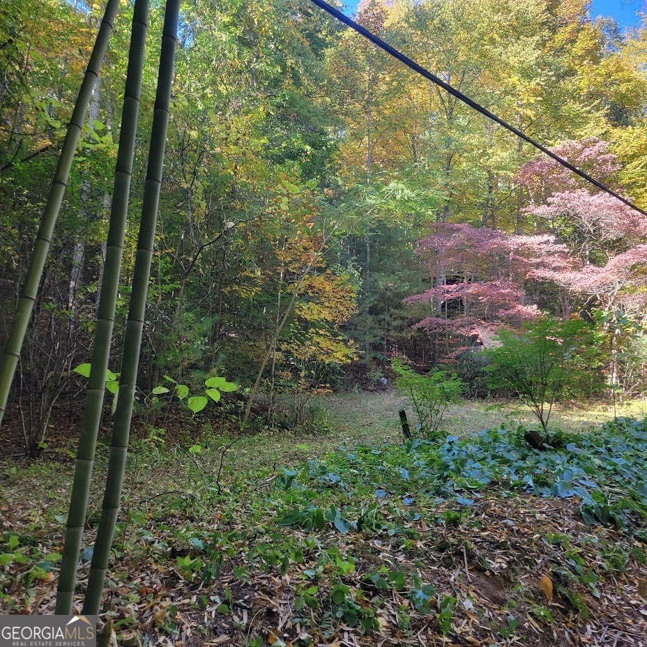 3.38-acres Long Creek Road Robbinsville, NC 28771 - Photo 12 of 14 a view of a forest with a tree