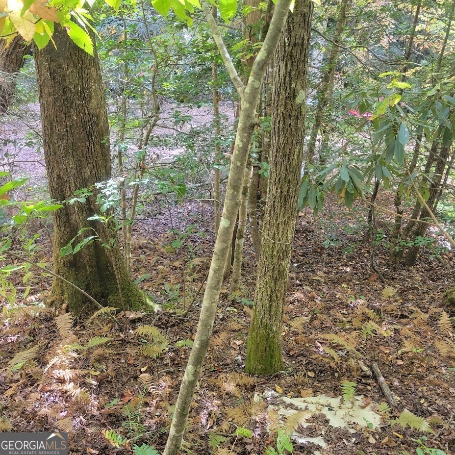 3.38-acres Long Creek Road Robbinsville, NC 28771 - Photo 13 of 14 a view of a yard