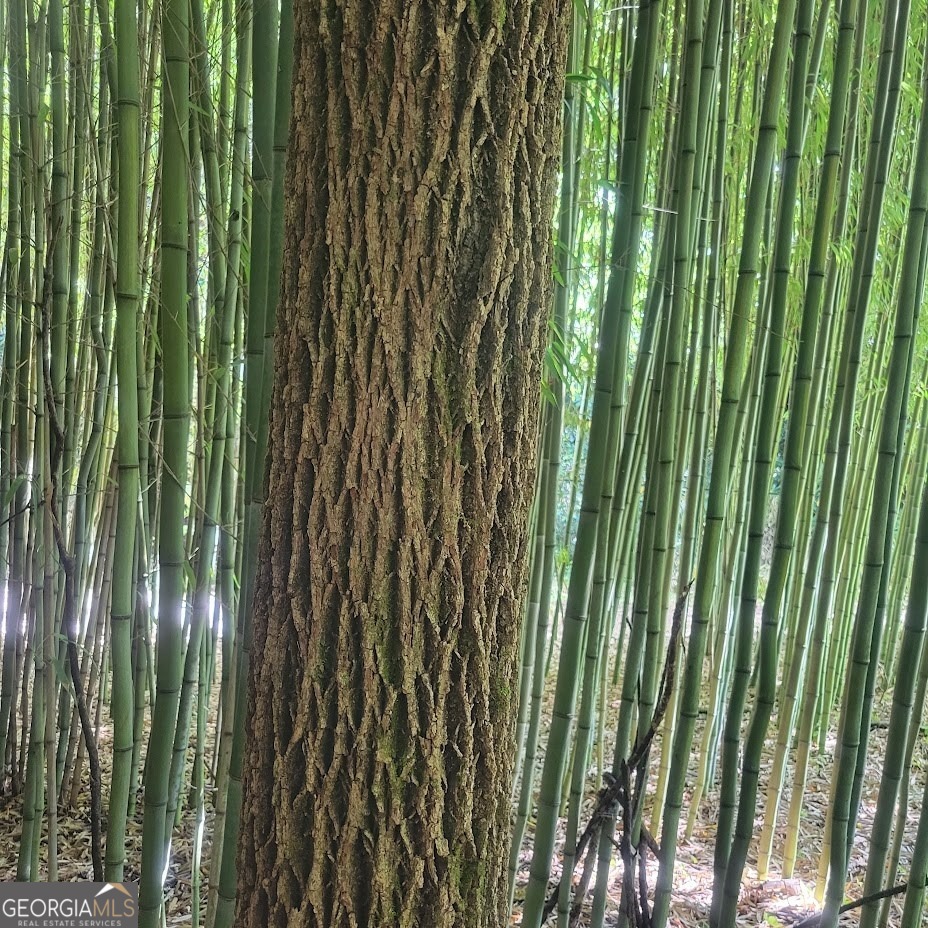 3.38-acres Long Creek Road Robbinsville, NC 28771 - Photo 8 of 14 a close view of backyard