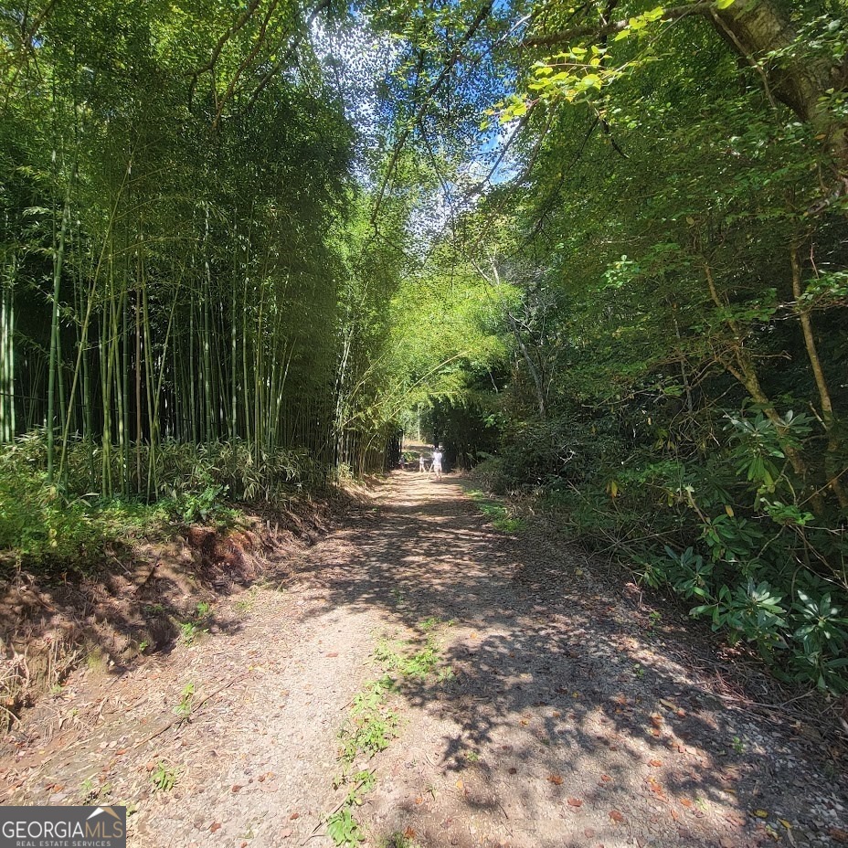 3.38-acres Long Creek Road Robbinsville, NC 28771 - Photo 9 of 14 a view of a forest filled with trees