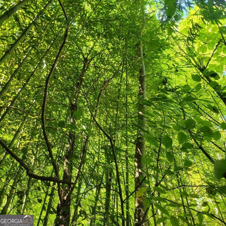 3.38-acres Long Creek Road Robbinsville, NC 28771 - Photo 10 of 14 a view of a lush green forest