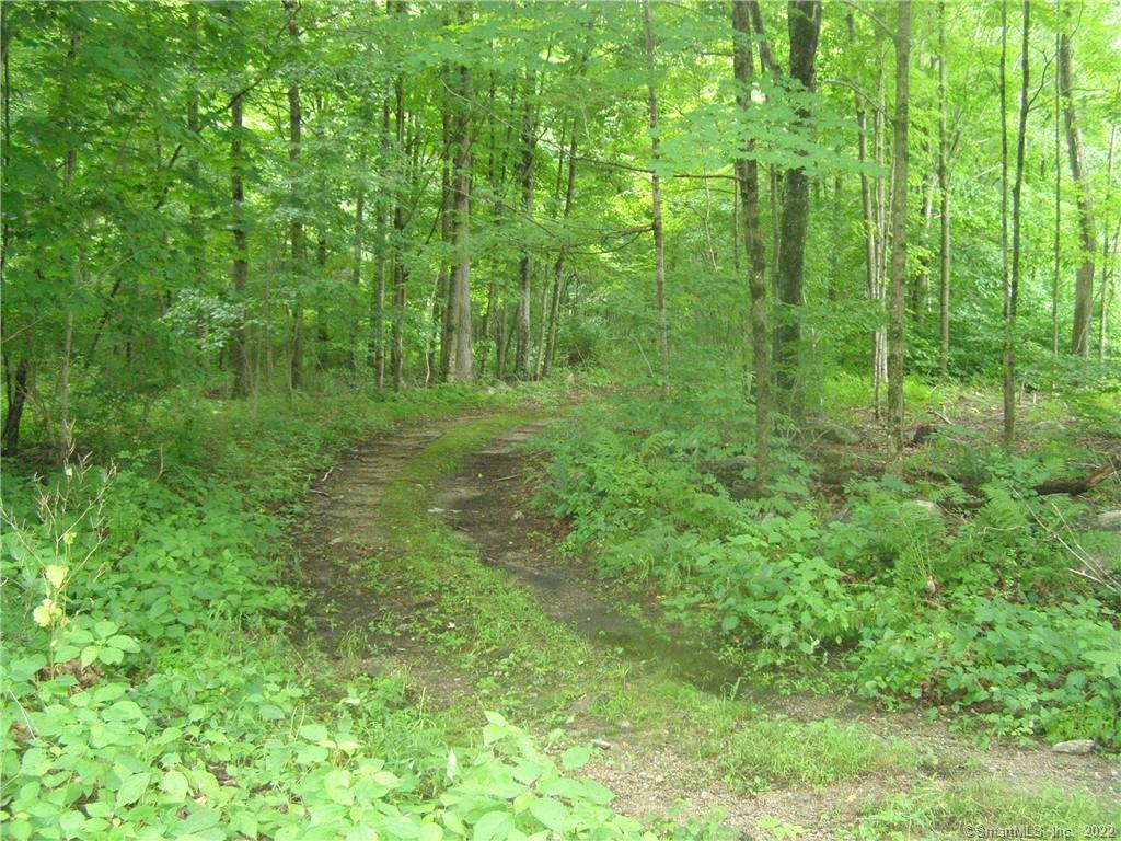 a view of lush green forest
