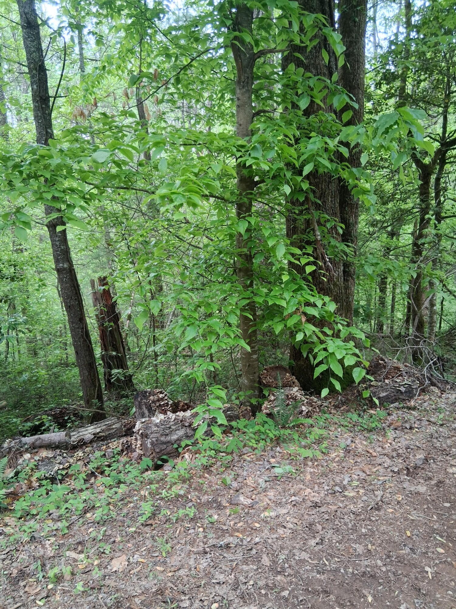 0 Tinker Branch Road Reliance, TN 37369 - Photo 13 of 17