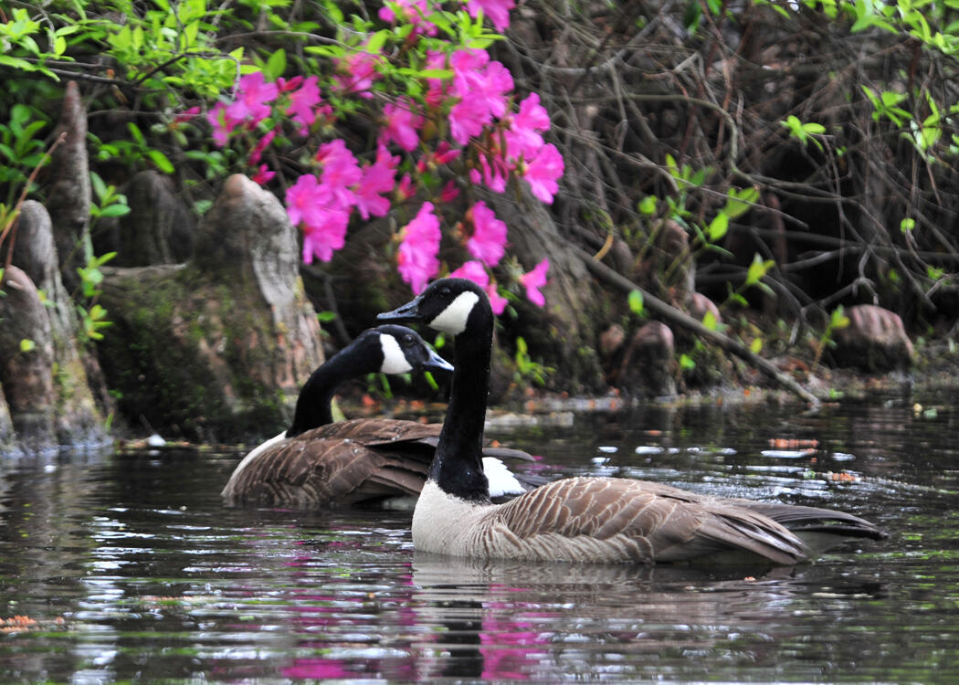 165 Windjammer Way, Unit LOT 149 Sumter, SC 29150 - Photo 49 of 50 P_CAE_Sumter_Sumter Gardens2