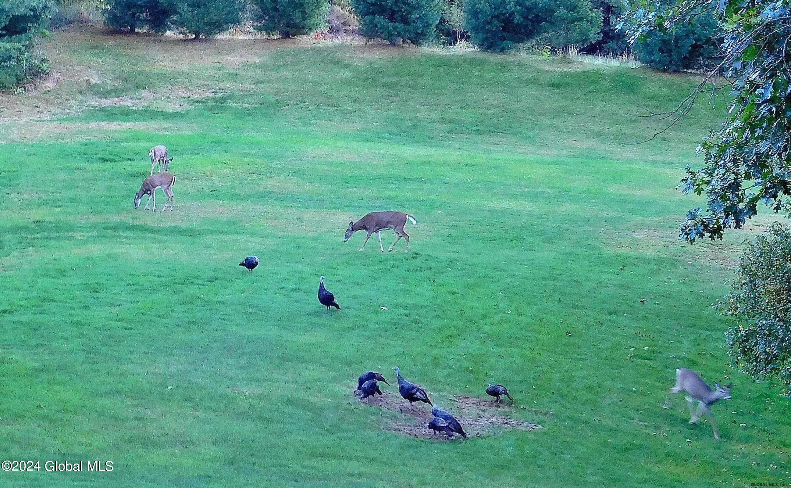 9 Kendrick Hill Road Wilton, NY 12866 - Photo 40 of 50 2.48 Acres w Wildlife