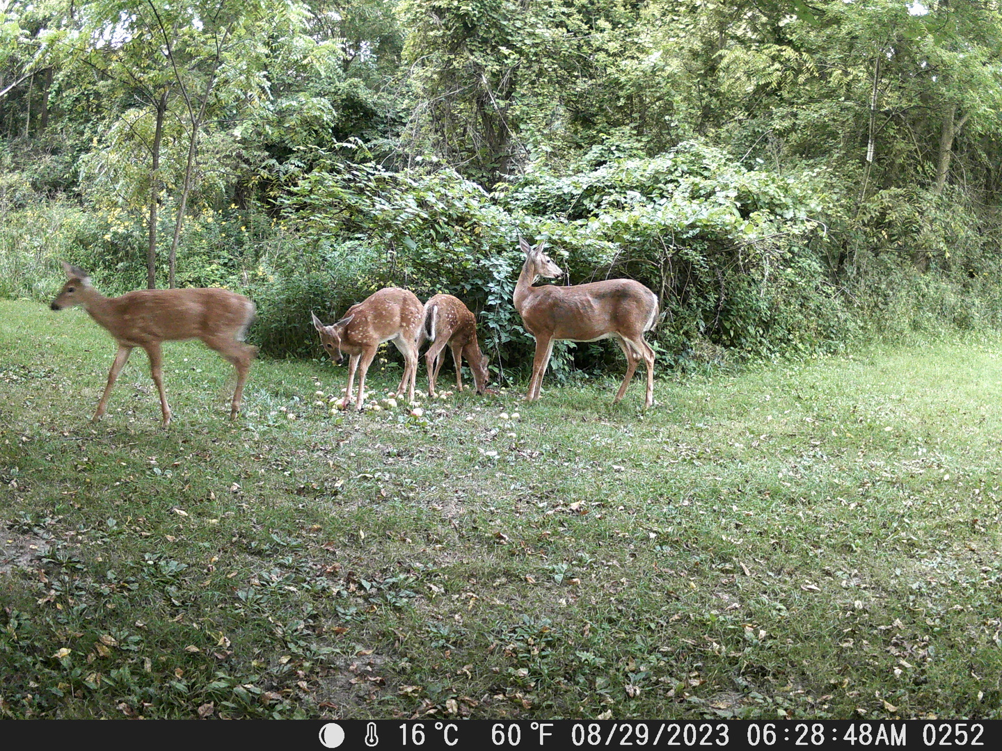 21097 Lincoln Road Sterling, IL 61081 - Photo 60 of 66