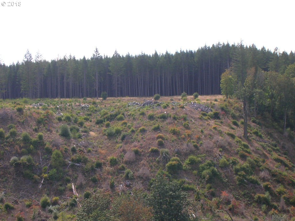 South McCully Mountain Road Scio, OR 97374 - Photo 5 of 14 Gallery Image 5