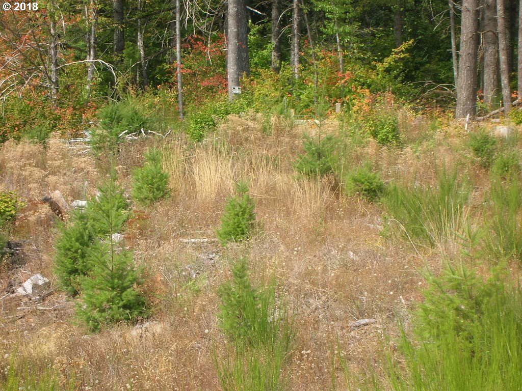 South McCully Mountain Road Scio, OR 97374 - Photo 7 of 14 Gallery Image 7