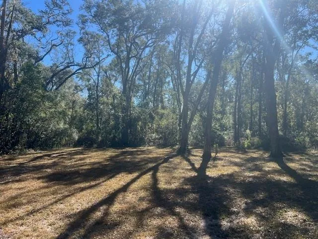 a view of a forest with trees
