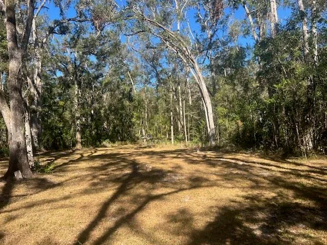 a view of a trees with yard