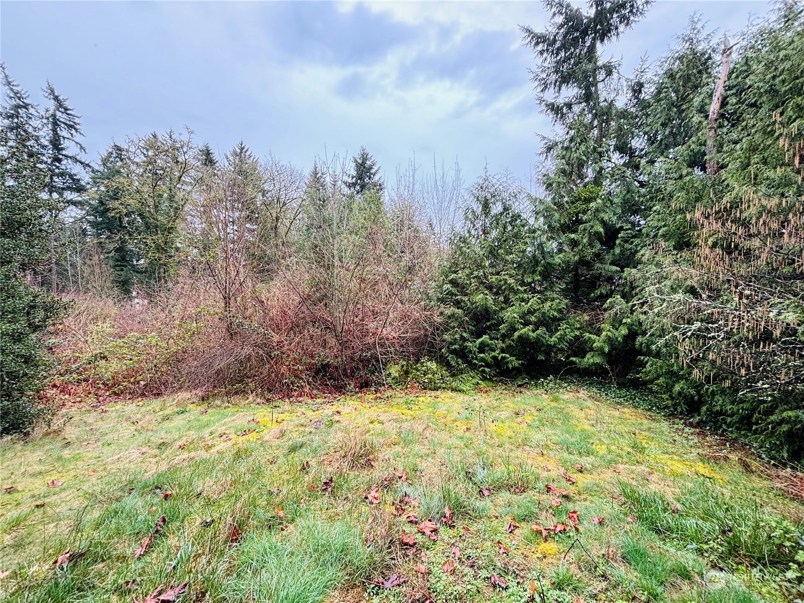 a view of a yard with trees