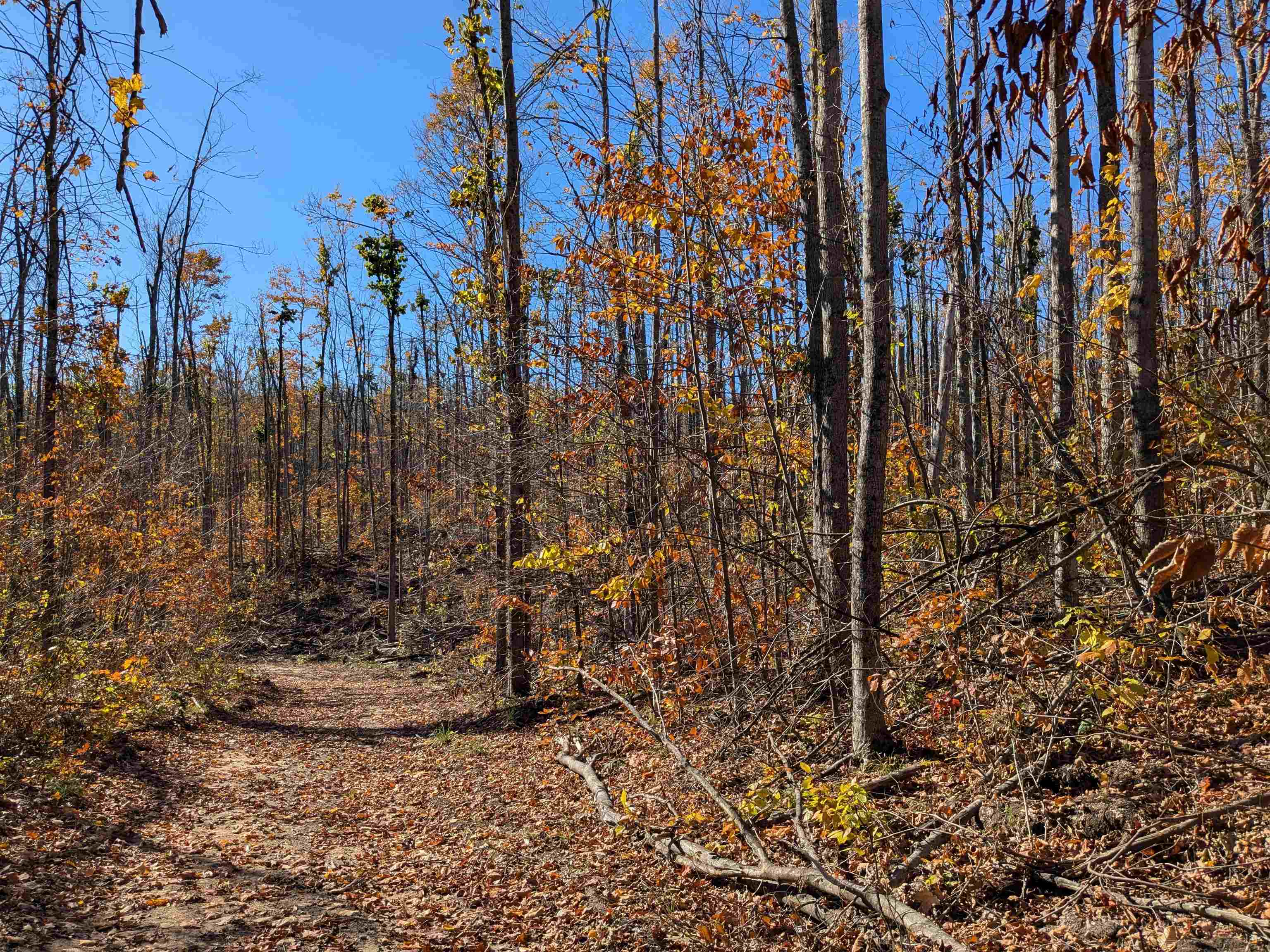 V/l Off Tower Road, Unit LOT: 6 8 9 Vanderbilt, MI 49795 - Photo 7 of 15