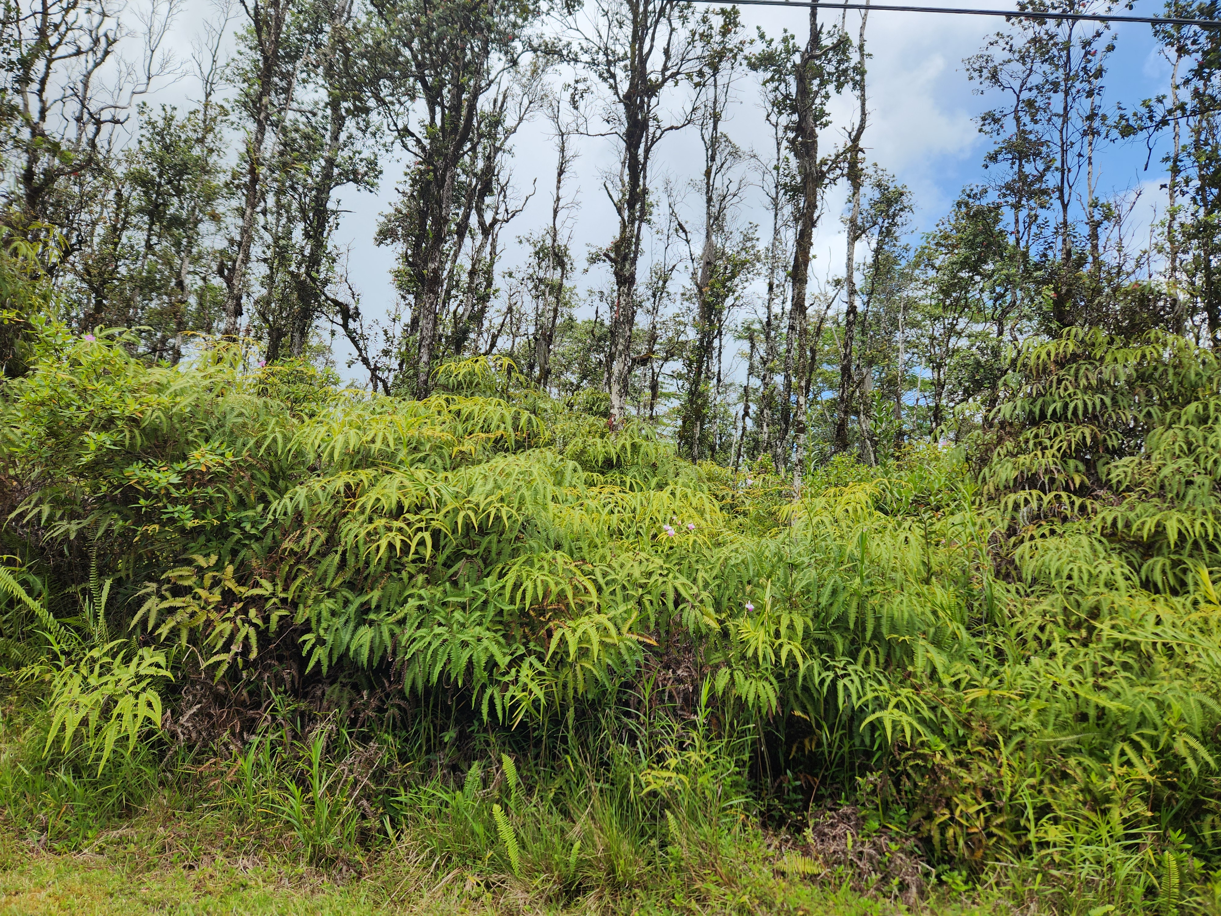 321 Molokai Road Pahoa, HI 96778 - Photo 2 of 9 Gallery Image 2
