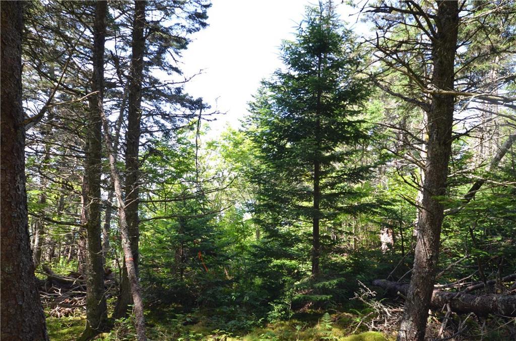 260 Little Machias Road Cutler, ME 04626 - Photo 14 of 20 Land