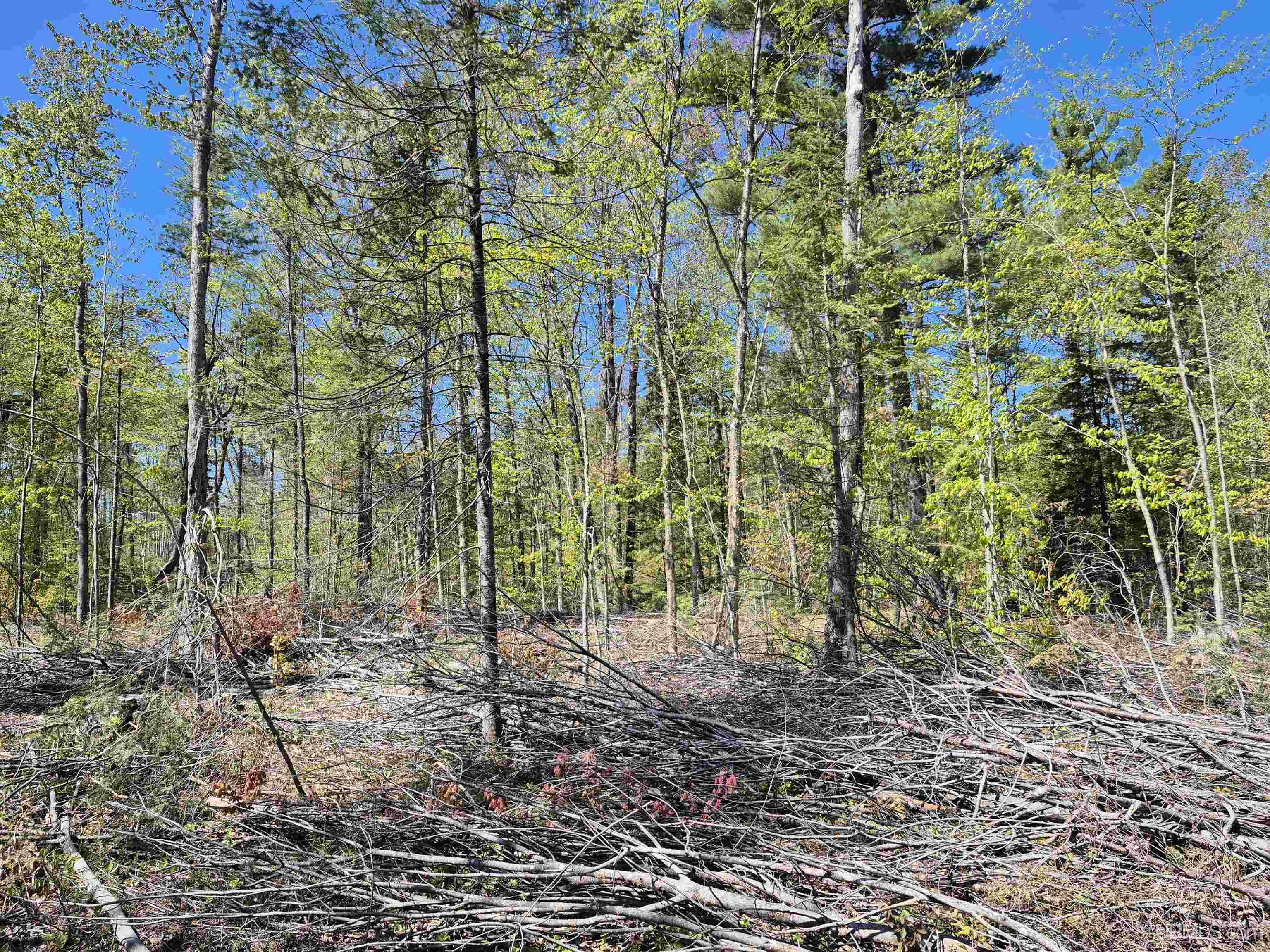 South 8-acres Perch Lake Road Munising, MI 49862 - Photo 12 of 44 Gallery Image 12