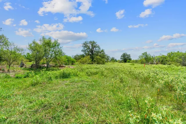 a view of a big yard with plants and a large tree