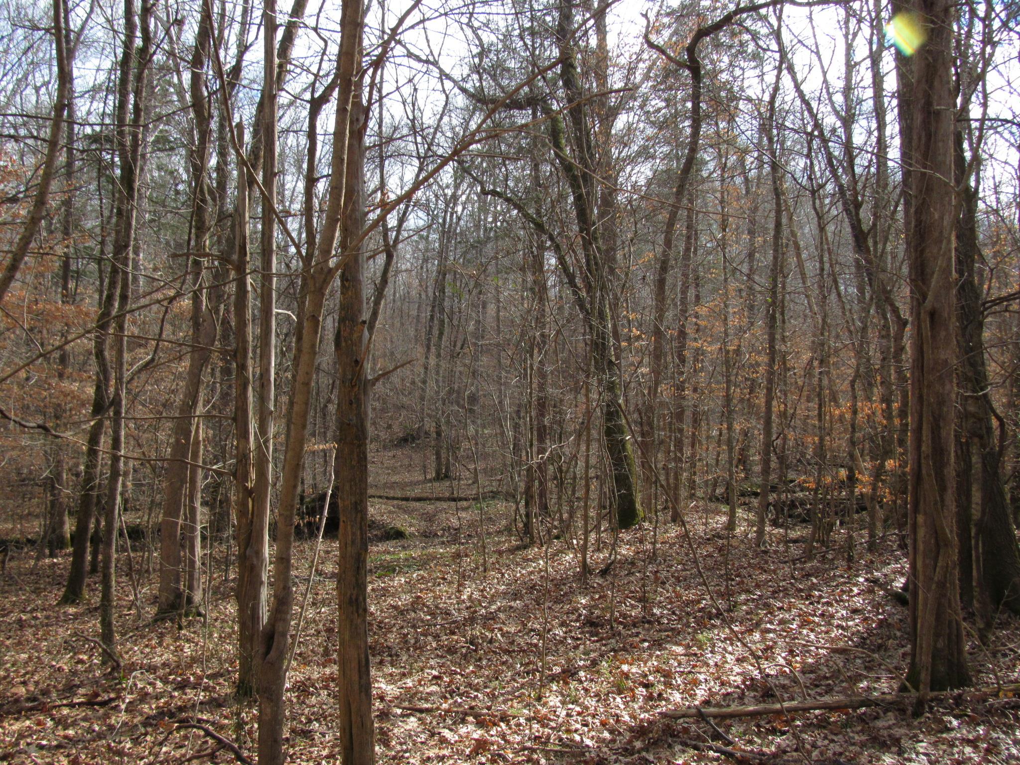 0 J B J B Weatherford Road Decaturville, TN 38329 - Photo 7 of 30 Gallery Image 7