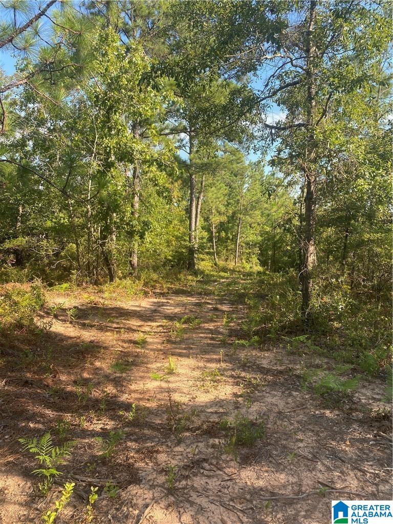 3025 Potato Patch Creek Road Marion, AL 36756 - Photo 19 of 24