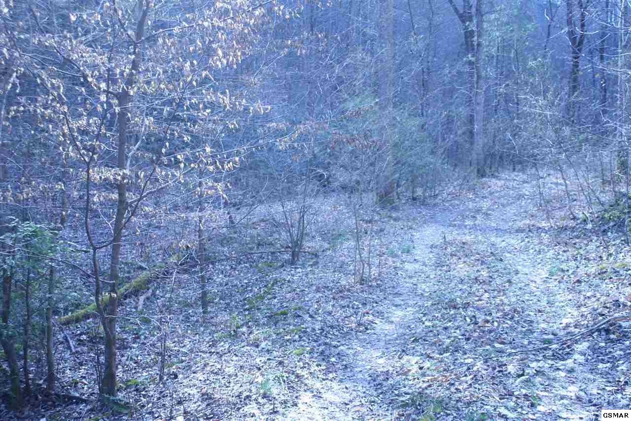0 Ball Hollow Road Cosby, TN 37722 - Photo 11 of 36 Gallery Image 11