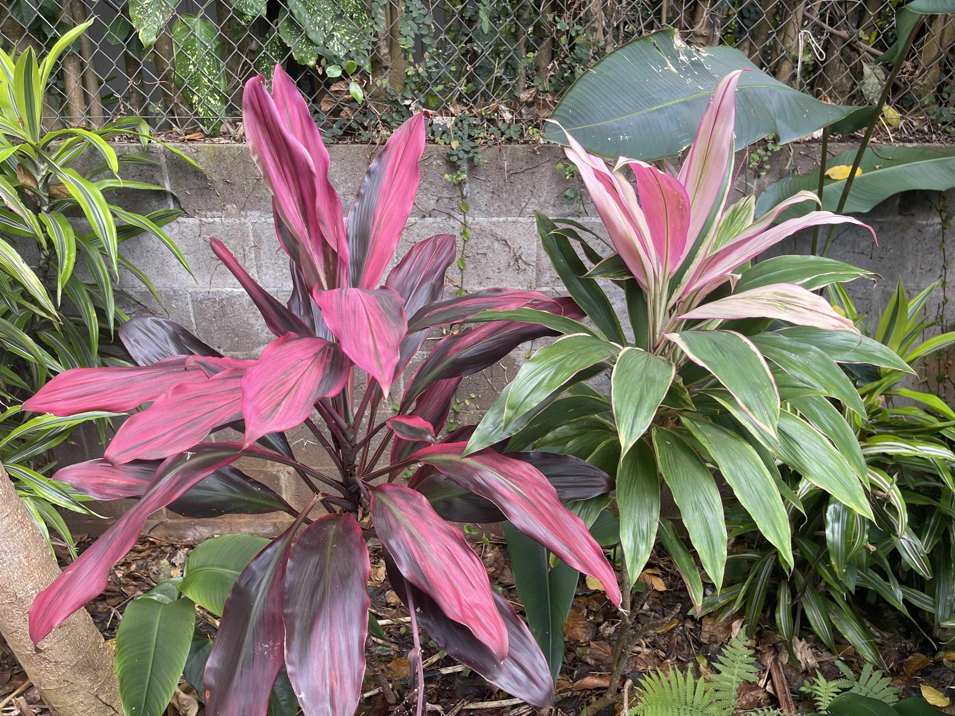 22 Hale Lio Place Haiku, HI 96708 - Photo 43 of 50 Exotic Ti plants