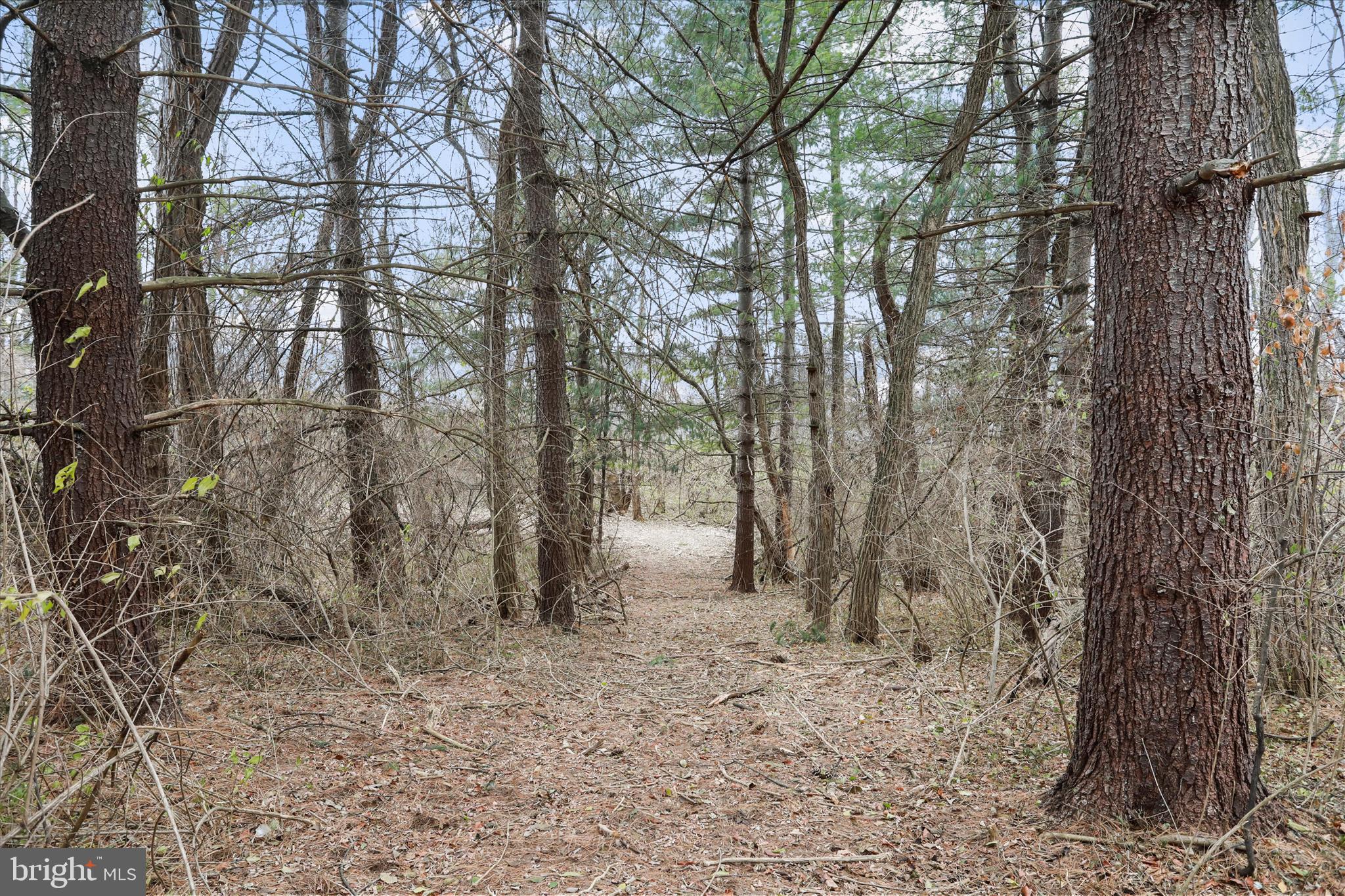 717 West Locust Street Woodstock, VA 22664 - Photo 66 of 71 a backyard of a house with lots of green space