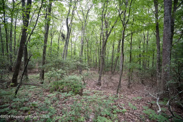 a view of a forest that has large trees