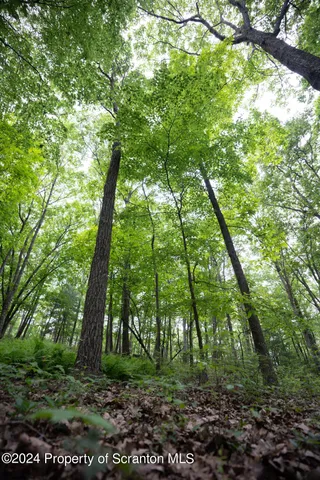 a big yard with lots of green space and trees