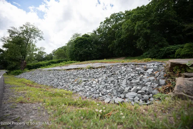 a view of a yard with plants and large trees