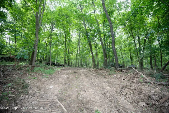a view of a forest with trees in the background