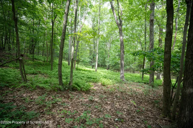 a view of a forest with trees