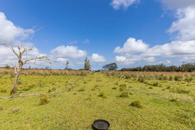 a view of a yard with a tree