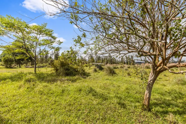 a backyard of a house with a tree