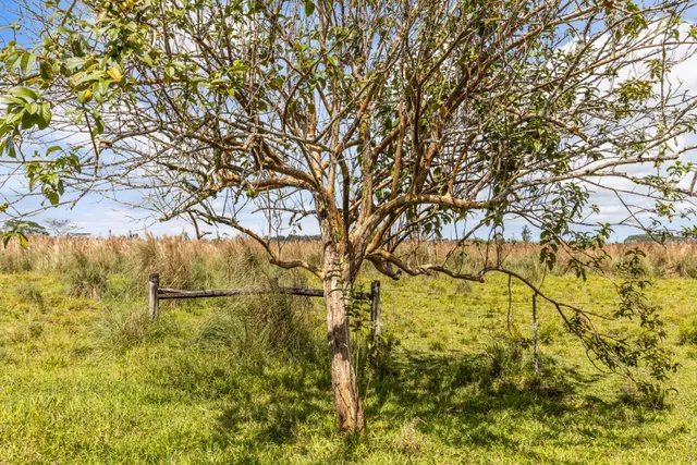 $600,000 | 18-3780 Lot 112-b Pszyk Rd Mountain View, Mountain View, HI 96771