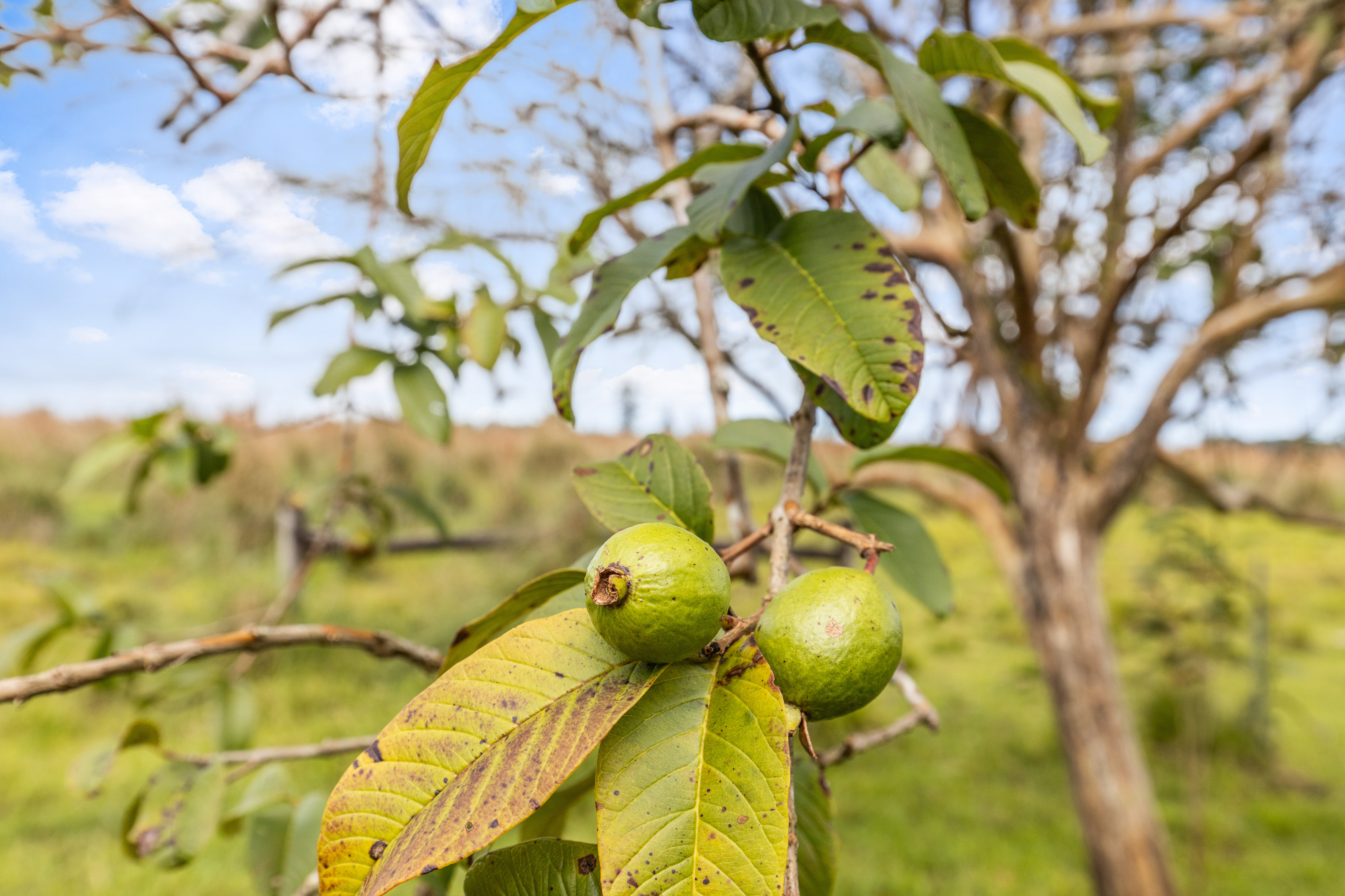 18-3780 Lot 112-b Pszyk Rd Mountain View Mountain View, HI 96771 - Photo 8 of 28 a view of a flower in a garden